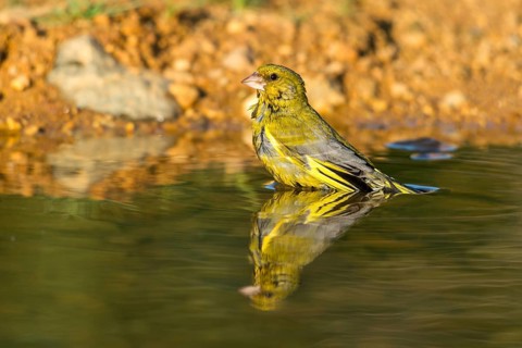 Carduelis Chloris, Chloris Chloris, Greenfinch, Greenfinch, Greenfinch, Greenfinch, Greenfinch,