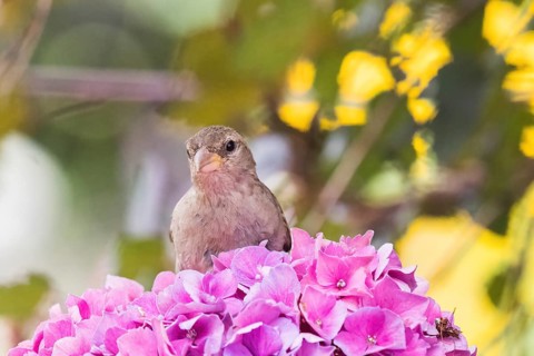 A house sparrow (Passer domesticus) perches on bright pink hydrangeas, set against a blurred,