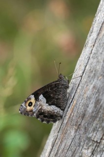 Hipparchia alcyone, Hipparchia hermione, small forest porter, rock grayling, butterfly, high size,
