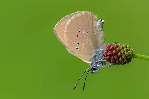 Ant blue, dark meadowbutton ant blue, dusky large blue, glaucopsyche nausithous, maculinea