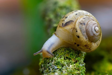Bush snail, fruticicola fruticum, labelled shrub snail, gastropod, mollusca, snails, molluscs