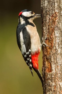 Great Spotted Woodpecker (Dendrocopos major), adult male on a tree, Castilla Leon, Spain