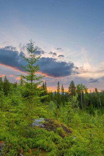 View of a clearing in the forest at sunset in the mountains, Gol, Halligdal, Buskerud, Norway