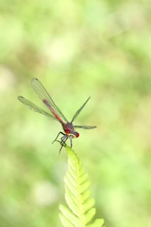A blue-tailed damselfly (Pyrrhosoma nymphula) perched on a fern, looking at the camera, Wilnsdorf,