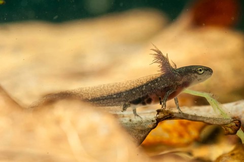 Threaded newt, Lissotriton helveticus, palmate newt, triturus helveticus, amphibians, amphibians,