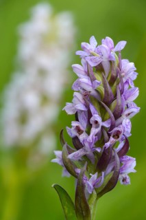 Dactylorhiza incarnata, flesh-colored orchid, orchidaceae, orchids, orchid family, stiff-leaf