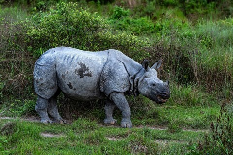 Rhinoceros, Rhinoceros unicornis, Indian rhinoceros, Chitwan National Park, Terai, Nepal