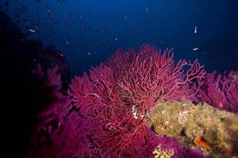 Violet coral-like structure of a violescent sea-whip (Paramuricea clavata) surrounded by schools of