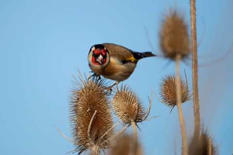 European goldfinch (Carduelis carduelis) adult garden bird on a Teasel seedhead in winter, England,