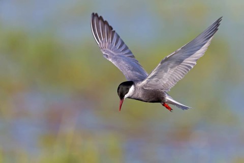 White-bearded Tern, (Chlidonias hybridus, Chlidonias hybrida, family of terns, flight, biotope,