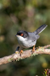 Granelli, Italy, Pantani Cuba and Longarini, velvet warbler, Sardinian warbler, Sylvia