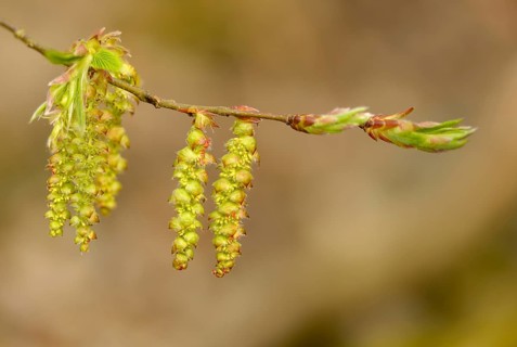 Betulaceae, birch family, Carpinus betulus, rosehip, hornbeam, hornbeam, hornbeam, hornbeam, tree,