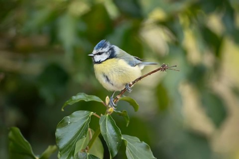 Blue tit (Cyanistes caeruleus) adult garden bird on an ivy tree branch, England, United Kingdom