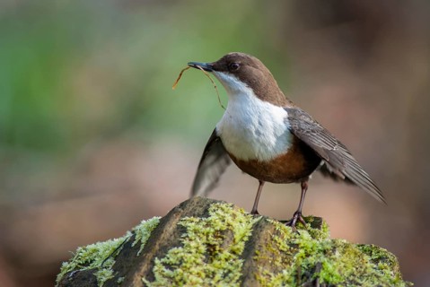 Cinclus cinclus, dippers, birds, passeri, songbirds, songbirds, birds