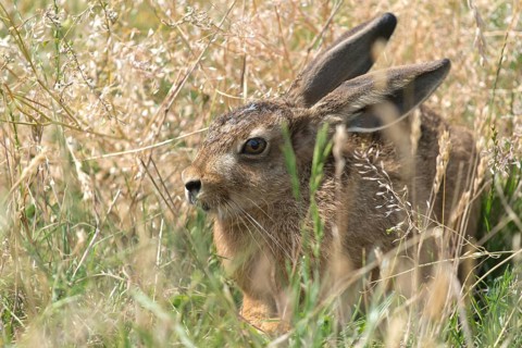 European hare, hares, hares, lagomorpha, lepus europaeus, bunny, mammals, mammals