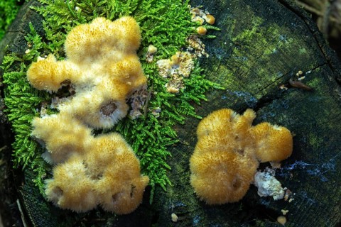 Belly mushroom flour duster, yellow-brown upholstery mushroom, oligoporus ptychogaster, upholstery