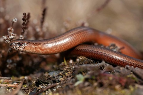 Anguis fragilis, slow worm, western slow worm, blindworm, critters, deaf adder, lizards, hazelworm,