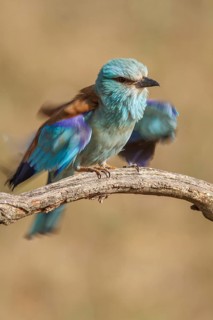 European Roller (Coracias garrulus), shaking the feathers, Castile-La Mancha