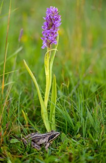 Dactylorhiza incarnata, flesh-colored orchid, moor frog, orchidaceae, orchids, orchid plants, rana