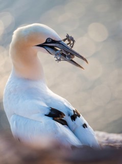 A young northern gannet (Morus bassanus, syn. Sula bassana) perched on red rocks with nesting