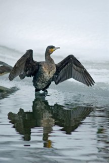 Black shag, cormorant, phalacrocorax carbo, birds, plumage care, high size, portrait,