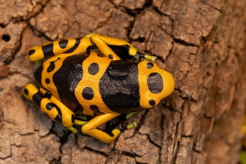 A yellow and black-spotted frog sitting on rough tree bark: Yellow-banded poison dart frog