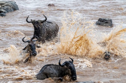 The Great Migration: Huge herds of wildebeest (Connochaetes taurinus) cross the Mara River and swim