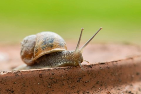 Garden snail (Cornu aspersum) adult mollusca on a garden plant pot in summer, Suffolk, England,