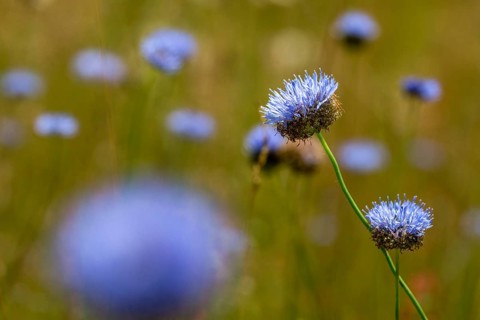 Mountain sandrapunzel, mountain clove, mountain sandbell, campanulaceae, bellflower plant, jasione