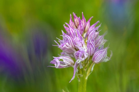 Granelli, Italian Orchid, Italian Orchid, Italy, Orchids, Orchis Italica, Pantani Cuba and