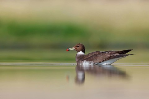 Hemprich's Gull, (Ichthyaetus hemprichii), (Larus hemprichii), Fish Eagle Gull Salalah, Raysut,