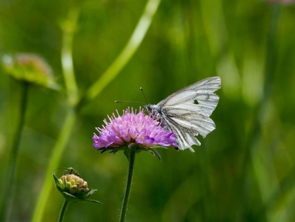 A butterfly, the black-veined white (Aporia crataegi), is perched on a purple flower in a green