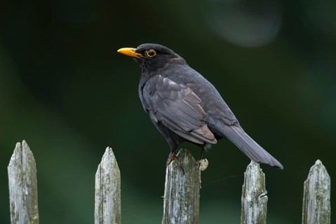 Blackbird, Turdus Merula, Birds, Garden, Garden Fence, Garden Fence, Male, Passeri, Songbirds,