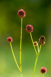 Large meadow button, rosaceae, rose family, sanguisorba officinalis, meadow button, flora, great