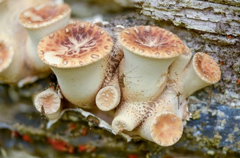 Cerioporus Squamosus, Dryad's Saddle, Pheasant's Back Mushroom, Polyporus Squamosus, Scaly