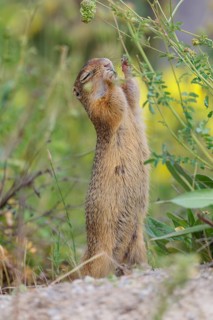 A fully grown European ground squirrel (Spermophilus citellus) eats seats, leaves and flowers in a