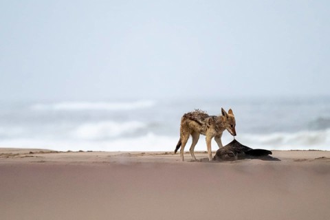 Black-backed jackal (Canis mesomelas) feeding on a dead seal on the beach, Atlantic coast, Namib