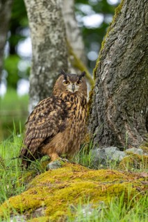 Eurasian Eagle-owl perched on a tree, on a moss-covered hill in the countryside, eagle owl (Bubo