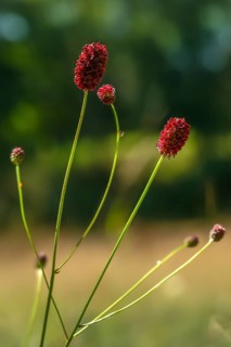 Large meadow button, rosaceae, rose family, sanguisorba officinalis, meadow button, flora, high