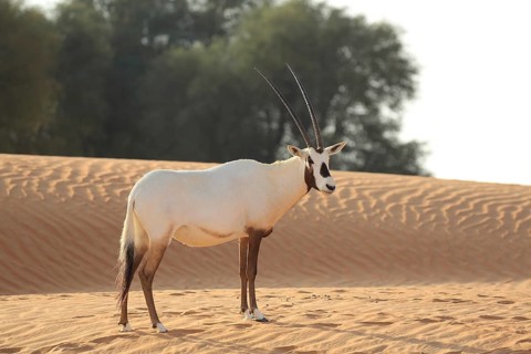 An oryx stands in a sandy desert landscape with scattered trees in the background, an Arabian oryx