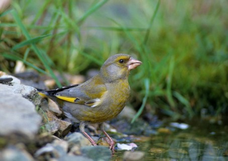Carduelis chloris, chloris chloris, greenfinch, greenfinch, greenfinch, birds, male, passeri,