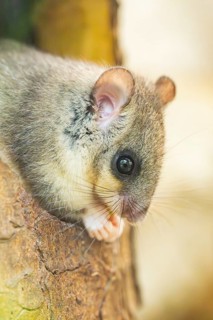 European edible dormouse (Glis glis) coming out of a tree hole, Bavaria, Germany