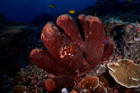 Brown tube sponge (Porifera) on the seabed, surrounded by corals, Toyapakeh dive site, Nusa