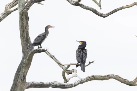 Great cormorant (Phalacrocorax carbo) two adult birds in a tree, England, United Kingdom