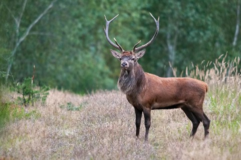 Artiodactyla, Brandenburg, Cervus Elaphus, Even-Toed Ungulate, Germany, Nabu, national natural