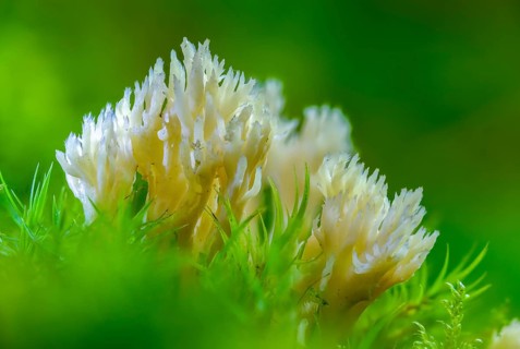 Clavulina coralloides, Clavulina cristata, antler-shaped coral, comb-shaped coral, comb-shaped club