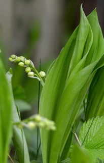 Convallaria majalis, Convallariaceae, Lily of the Valley, lily of the valley, lily of the valley,