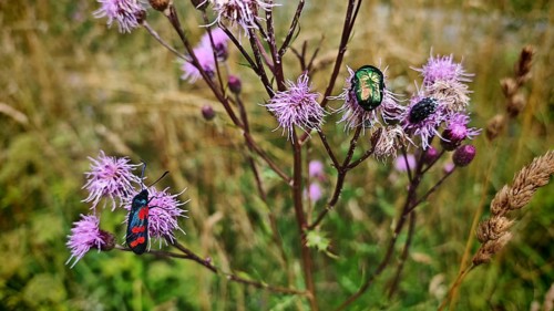 Biodiversity: various insects resting on the purple flowers of a thistle (Cirsium vulgare), the