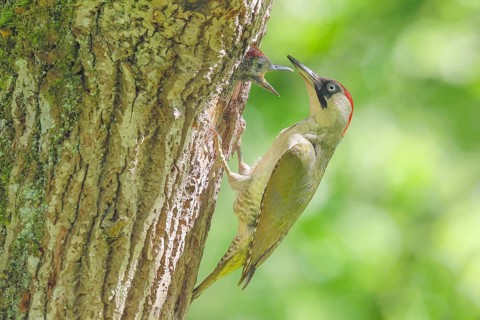 Green woodpecker (Picus viridis) female feeds young bird in breeding cavity in an old oak tree,