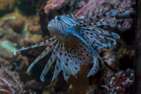 Lionfish (Pterois volitans) in the aquarium at Nuremberg Zoo, Nuremberg, Middle Franconia, Bavaria,